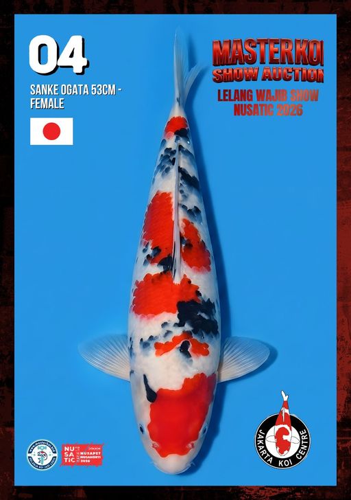 Lelang Koi Online, Jual Beli Ikan Koi, Pusat Jual Beli Koi, Info Lelang Koi Hari Ini, Platform Jual Beli Koi, Jual Beli Ikan Koi Online, Marketplace Ikan Koi, Jual Koi Terbaik, Tempat Beli Koi Berkualitas, Pasar Ikan Koi Online Terpercaya, Penjual Ikan Koi Terpercaya, Beli Koi Hias Online, Ikan Koi untuk Dijual, Koi Kualitas Terbaik, Toko Online Ikan Koi, Koi Hias Untuk Dijual, Jual Beli Ikan Koi Lokal, Koi Indonesia Online, Pusat Jual Beli Koi Terbesar