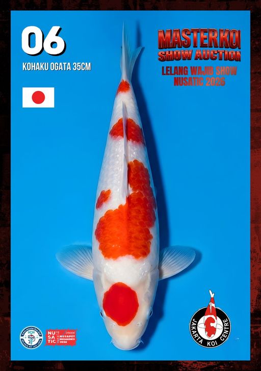 Lelang Koi Online, Jual Beli Ikan Koi, Pusat Jual Beli Koi, Info Lelang Koi Hari Ini, Platform Jual Beli Koi, Jual Beli Ikan Koi Online, Marketplace Ikan Koi, Jual Koi Terbaik, Tempat Beli Koi Berkualitas, Pasar Ikan Koi Online Terpercaya, Penjual Ikan Koi Terpercaya, Beli Koi Hias Online, Ikan Koi untuk Dijual, Koi Kualitas Terbaik, Toko Online Ikan Koi, Koi Hias Untuk Dijual, Jual Beli Ikan Koi Lokal, Koi Indonesia Online, Pusat Jual Beli Koi Terbesar