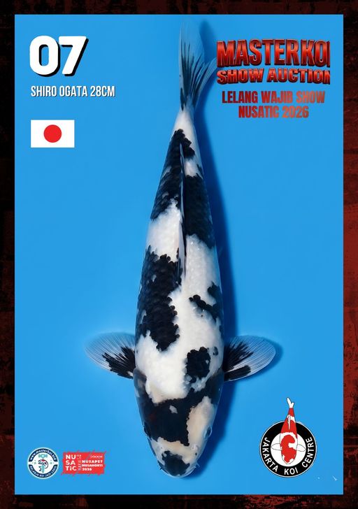 Lelang Koi Online, Jual Beli Ikan Koi, Pusat Jual Beli Koi, Info Lelang Koi Hari Ini, Platform Jual Beli Koi, Jual Beli Ikan Koi Online, Marketplace Ikan Koi, Jual Koi Terbaik, Tempat Beli Koi Berkualitas, Pasar Ikan Koi Online Terpercaya, Penjual Ikan Koi Terpercaya, Beli Koi Hias Online, Ikan Koi untuk Dijual, Koi Kualitas Terbaik, Toko Online Ikan Koi, Koi Hias Untuk Dijual, Jual Beli Ikan Koi Lokal, Koi Indonesia Online, Pusat Jual Beli Koi Terbesar