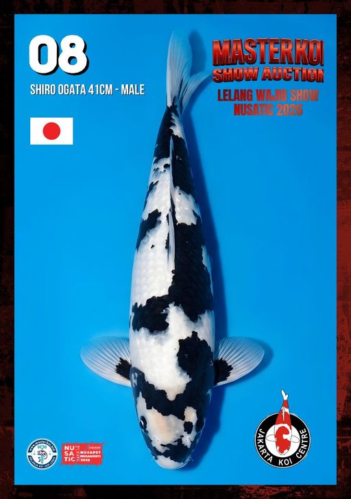 Lelang Koi Online, Jual Beli Ikan Koi, Pusat Jual Beli Koi, Info Lelang Koi Hari Ini, Platform Jual Beli Koi, Jual Beli Ikan Koi Online, Marketplace Ikan Koi, Jual Koi Terbaik, Tempat Beli Koi Berkualitas, Pasar Ikan Koi Online Terpercaya, Penjual Ikan Koi Terpercaya, Beli Koi Hias Online, Ikan Koi untuk Dijual, Koi Kualitas Terbaik, Toko Online Ikan Koi, Koi Hias Untuk Dijual, Jual Beli Ikan Koi Lokal, Koi Indonesia Online, Pusat Jual Beli Koi Terbesar