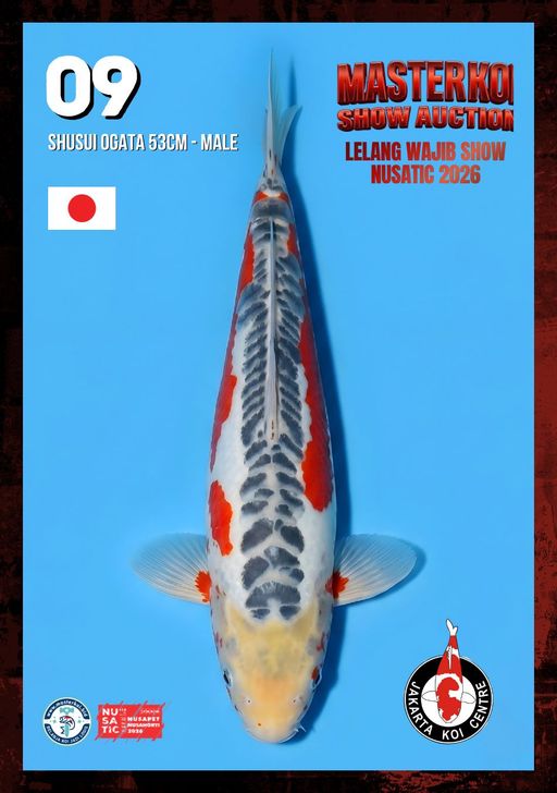 Lelang Koi Online, Jual Beli Ikan Koi, Pusat Jual Beli Koi, Info Lelang Koi Hari Ini, Platform Jual Beli Koi, Jual Beli Ikan Koi Online, Marketplace Ikan Koi, Jual Koi Terbaik, Tempat Beli Koi Berkualitas, Pasar Ikan Koi Online Terpercaya, Penjual Ikan Koi Terpercaya, Beli Koi Hias Online, Ikan Koi untuk Dijual, Koi Kualitas Terbaik, Toko Online Ikan Koi, Koi Hias Untuk Dijual, Jual Beli Ikan Koi Lokal, Koi Indonesia Online, Pusat Jual Beli Koi Terbesar