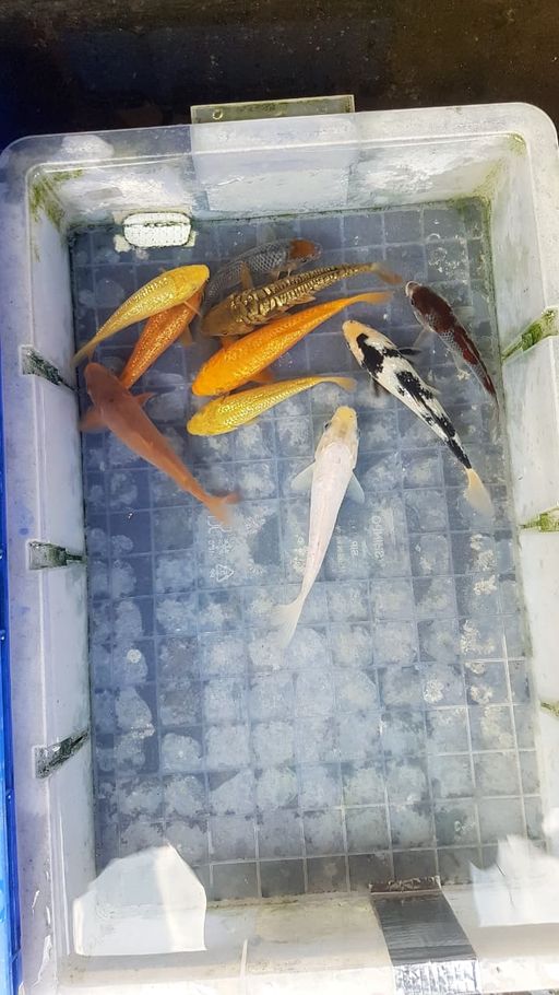 Lelang Koi Online, Jual Beli Ikan Koi, Pusat Jual Beli Koi, Info Lelang Koi Hari Ini, Platform Jual Beli Koi, Jual Beli Ikan Koi Online, Marketplace Ikan Koi, Jual Koi Terbaik, Tempat Beli Koi Berkualitas, Pasar Ikan Koi Online Terpercaya, Penjual Ikan Koi Terpercaya, Beli Koi Hias Online, Ikan Koi untuk Dijual, Koi Kualitas Terbaik, Toko Online Ikan Koi, Koi Hias Untuk Dijual, Jual Beli Ikan Koi Lokal, Koi Indonesia Online, Pusat Jual Beli Koi Terbesar