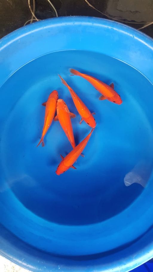 Lelang Koi Online, Jual Beli Ikan Koi, Pusat Jual Beli Koi, Info Lelang Koi Hari Ini, Platform Jual Beli Koi, Jual Beli Ikan Koi Online, Marketplace Ikan Koi, Jual Koi Terbaik, Tempat Beli Koi Berkualitas, Pasar Ikan Koi Online Terpercaya, Penjual Ikan Koi Terpercaya, Beli Koi Hias Online, Ikan Koi untuk Dijual, Koi Kualitas Terbaik, Toko Online Ikan Koi, Koi Hias Untuk Dijual, Jual Beli Ikan Koi Lokal, Koi Indonesia Online, Pusat Jual Beli Koi Terbesar