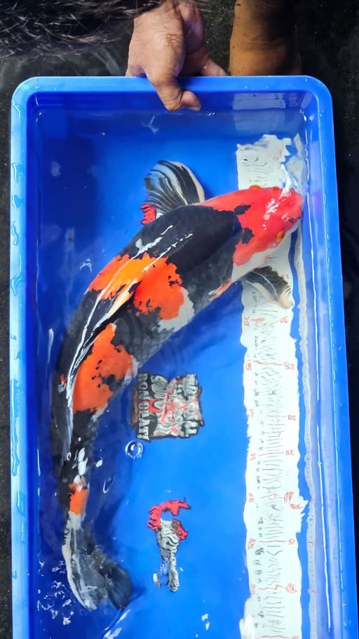 Lelang Koi Online, Jual Beli Ikan Koi, Pusat Jual Beli Koi, Info Lelang Koi Hari Ini, Platform Jual Beli Koi, Jual Beli Ikan Koi Online, Marketplace Ikan Koi, Jual Koi Terbaik, Tempat Beli Koi Berkualitas, Pasar Ikan Koi Online Terpercaya, Penjual Ikan Koi Terpercaya, Beli Koi Hias Online, Ikan Koi untuk Dijual, Koi Kualitas Terbaik, Toko Online Ikan Koi, Koi Hias Untuk Dijual, Jual Beli Ikan Koi Lokal, Koi Indonesia Online, Pusat Jual Beli Koi Terbesar