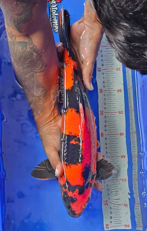 Lelang Koi Online, Jual Beli Ikan Koi, Pusat Jual Beli Koi, Info Lelang Koi Hari Ini, Platform Jual Beli Koi, Jual Beli Ikan Koi Online, Marketplace Ikan Koi, Jual Koi Terbaik, Tempat Beli Koi Berkualitas, Pasar Ikan Koi Online Terpercaya, Penjual Ikan Koi Terpercaya, Beli Koi Hias Online, Ikan Koi untuk Dijual, Koi Kualitas Terbaik, Toko Online Ikan Koi, Koi Hias Untuk Dijual, Jual Beli Ikan Koi Lokal, Koi Indonesia Online, Pusat Jual Beli Koi Terbesar