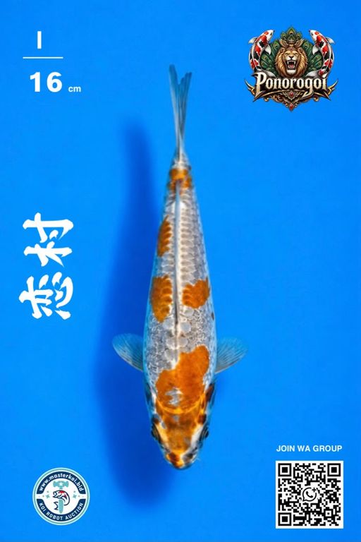 Lelang Koi Online, Jual Beli Ikan Koi, Pusat Jual Beli Koi, Info Lelang Koi Hari Ini, Platform Jual Beli Koi, Jual Beli Ikan Koi Online, Marketplace Ikan Koi, Jual Koi Terbaik, Tempat Beli Koi Berkualitas, Pasar Ikan Koi Online Terpercaya, Penjual Ikan Koi Terpercaya, Beli Koi Hias Online, Ikan Koi untuk Dijual, Koi Kualitas Terbaik, Toko Online Ikan Koi, Koi Hias Untuk Dijual, Jual Beli Ikan Koi Lokal, Koi Indonesia Online, Pusat Jual Beli Koi Terbesar