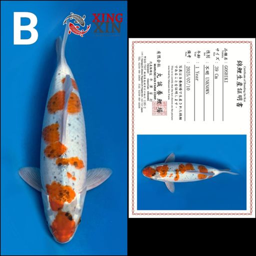 Lelang Koi Online, Jual Beli Ikan Koi, Pusat Jual Beli Koi, Info Lelang Koi Hari Ini, Platform Jual Beli Koi, Jual Beli Ikan Koi Online, Marketplace Ikan Koi, Jual Koi Terbaik, Tempat Beli Koi Berkualitas, Pasar Ikan Koi Online Terpercaya, Penjual Ikan Koi Terpercaya, Beli Koi Hias Online, Ikan Koi untuk Dijual, Koi Kualitas Terbaik, Toko Online Ikan Koi, Koi Hias Untuk Dijual, Jual Beli Ikan Koi Lokal, Koi Indonesia Online, Pusat Jual Beli Koi Terbesar