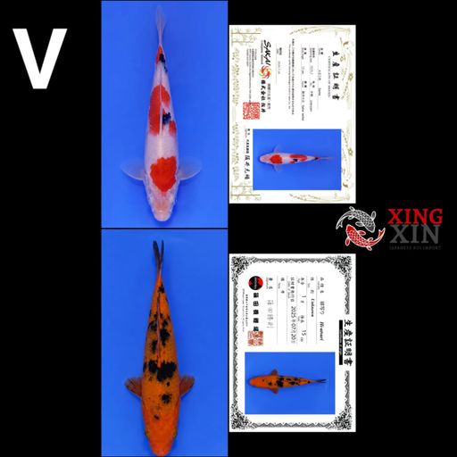 Lelang Koi Online, Jual Beli Ikan Koi, Pusat Jual Beli Koi, Info Lelang Koi Hari Ini, Platform Jual Beli Koi, Jual Beli Ikan Koi Online, Marketplace Ikan Koi, Jual Koi Terbaik, Tempat Beli Koi Berkualitas, Pasar Ikan Koi Online Terpercaya, Penjual Ikan Koi Terpercaya, Beli Koi Hias Online, Ikan Koi untuk Dijual, Koi Kualitas Terbaik, Toko Online Ikan Koi, Koi Hias Untuk Dijual, Jual Beli Ikan Koi Lokal, Koi Indonesia Online, Pusat Jual Beli Koi Terbesar