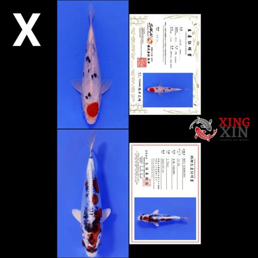 Lelang Koi Online, Jual Beli Ikan Koi, Pusat Jual Beli Koi, Info Lelang Koi Hari Ini, Platform Jual Beli Koi, Jual Beli Ikan Koi Online, Marketplace Ikan Koi, Jual Koi Terbaik, Tempat Beli Koi Berkualitas, Pasar Ikan Koi Online Terpercaya, Penjual Ikan Koi Terpercaya, Beli Koi Hias Online, Ikan Koi untuk Dijual, Koi Kualitas Terbaik, Toko Online Ikan Koi, Koi Hias Untuk Dijual, Jual Beli Ikan Koi Lokal, Koi Indonesia Online, Pusat Jual Beli Koi Terbesar