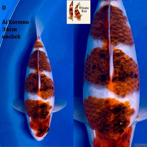 Lelang Koi Online, Jual Beli Ikan Koi, Pusat Jual Beli Koi, Info Lelang Koi Hari Ini, Platform Jual Beli Koi, Jual Beli Ikan Koi Online, Marketplace Ikan Koi, Jual Koi Terbaik, Tempat Beli Koi Berkualitas, Pasar Ikan Koi Online Terpercaya, Penjual Ikan Koi Terpercaya, Beli Koi Hias Online, Ikan Koi untuk Dijual, Koi Kualitas Terbaik, Toko Online Ikan Koi, Koi Hias Untuk Dijual, Jual Beli Ikan Koi Lokal, Koi Indonesia Online, Pusat Jual Beli Koi Terbesar