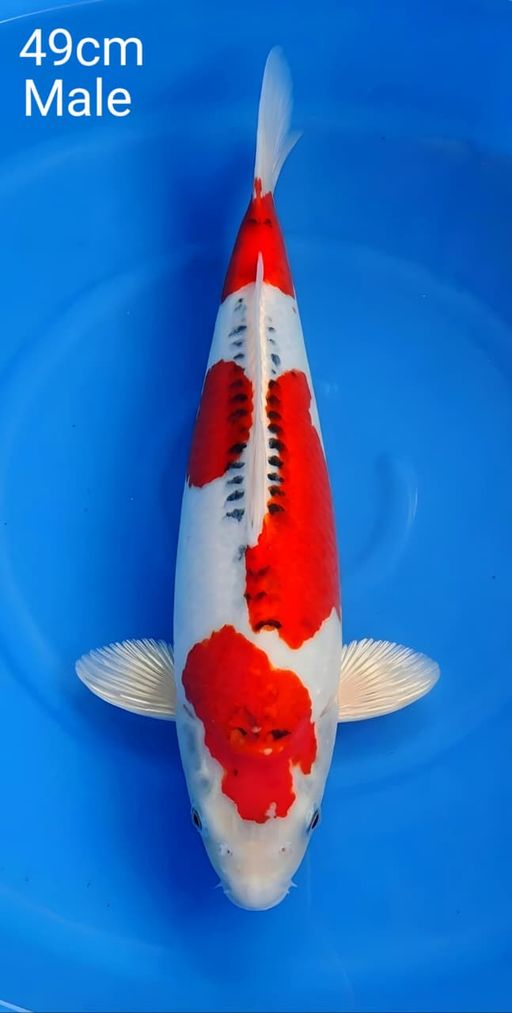 Lelang Koi Online, Jual Beli Ikan Koi, Pusat Jual Beli Koi, Info Lelang Koi Hari Ini, Platform Jual Beli Koi, Jual Beli Ikan Koi Online, Marketplace Ikan Koi, Jual Koi Terbaik, Tempat Beli Koi Berkualitas, Pasar Ikan Koi Online Terpercaya, Penjual Ikan Koi Terpercaya, Beli Koi Hias Online, Ikan Koi untuk Dijual, Koi Kualitas Terbaik, Toko Online Ikan Koi, Koi Hias Untuk Dijual, Jual Beli Ikan Koi Lokal, Koi Indonesia Online, Pusat Jual Beli Koi Terbesar