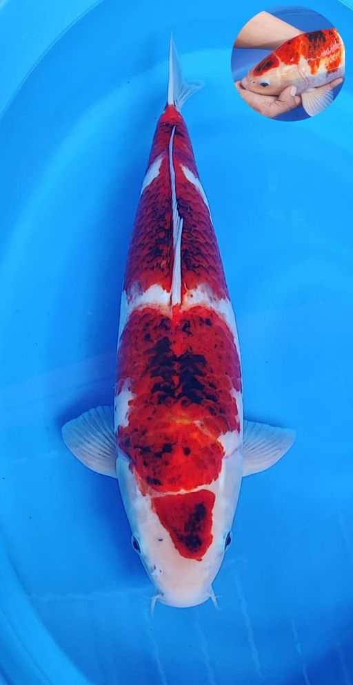 Lelang Koi Online, Jual Beli Ikan Koi, Pusat Jual Beli Koi, Info Lelang Koi Hari Ini, Platform Jual Beli Koi, Jual Beli Ikan Koi Online, Marketplace Ikan Koi, Jual Koi Terbaik, Tempat Beli Koi Berkualitas, Pasar Ikan Koi Online Terpercaya, Penjual Ikan Koi Terpercaya, Beli Koi Hias Online, Ikan Koi untuk Dijual, Koi Kualitas Terbaik, Toko Online Ikan Koi, Koi Hias Untuk Dijual, Jual Beli Ikan Koi Lokal, Koi Indonesia Online, Pusat Jual Beli Koi Terbesar