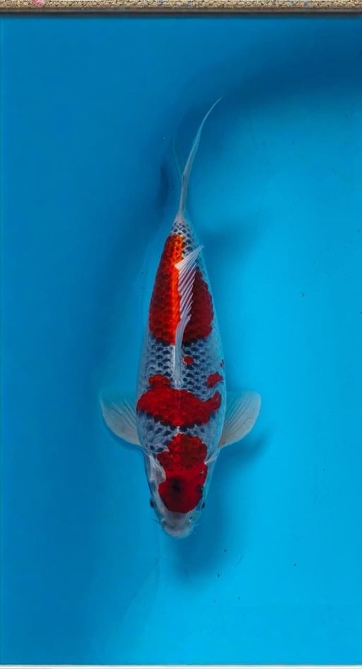 Lelang Koi Online, Jual Beli Ikan Koi, Pusat Jual Beli Koi, Info Lelang Koi Hari Ini, Platform Jual Beli Koi, Jual Beli Ikan Koi Online, Marketplace Ikan Koi, Jual Koi Terbaik, Tempat Beli Koi Berkualitas, Pasar Ikan Koi Online Terpercaya, Penjual Ikan Koi Terpercaya, Beli Koi Hias Online, Ikan Koi untuk Dijual, Koi Kualitas Terbaik, Toko Online Ikan Koi, Koi Hias Untuk Dijual, Jual Beli Ikan Koi Lokal, Koi Indonesia Online, Pusat Jual Beli Koi Terbesar