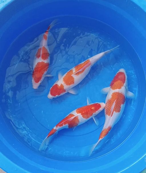 Lelang Koi Online, Jual Beli Ikan Koi, Pusat Jual Beli Koi, Info Lelang Koi Hari Ini, Platform Jual Beli Koi, Jual Beli Ikan Koi Online, Marketplace Ikan Koi, Jual Koi Terbaik, Tempat Beli Koi Berkualitas, Pasar Ikan Koi Online Terpercaya, Penjual Ikan Koi Terpercaya, Beli Koi Hias Online, Ikan Koi untuk Dijual, Koi Kualitas Terbaik, Toko Online Ikan Koi, Koi Hias Untuk Dijual, Jual Beli Ikan Koi Lokal, Koi Indonesia Online, Pusat Jual Beli Koi Terbesar