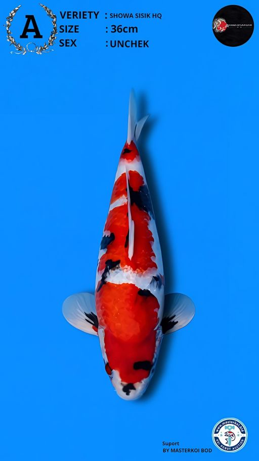 Lelang Koi Online, Jual Beli Ikan Koi, Pusat Jual Beli Koi, Info Lelang Koi Hari Ini, Platform Jual Beli Koi, Jual Beli Ikan Koi Online, Marketplace Ikan Koi, Jual Koi Terbaik, Tempat Beli Koi Berkualitas, Pasar Ikan Koi Online Terpercaya, Penjual Ikan Koi Terpercaya, Beli Koi Hias Online, Ikan Koi untuk Dijual, Koi Kualitas Terbaik, Toko Online Ikan Koi, Koi Hias Untuk Dijual, Jual Beli Ikan Koi Lokal, Koi Indonesia Online, Pusat Jual Beli Koi Terbesar