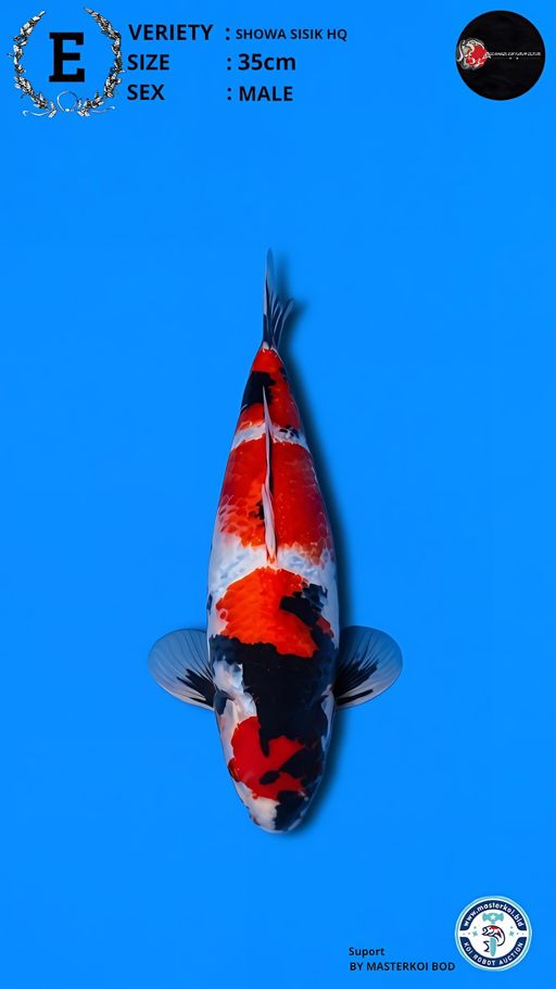 Lelang Koi Online, Jual Beli Ikan Koi, Pusat Jual Beli Koi, Info Lelang Koi Hari Ini, Platform Jual Beli Koi, Jual Beli Ikan Koi Online, Marketplace Ikan Koi, Jual Koi Terbaik, Tempat Beli Koi Berkualitas, Pasar Ikan Koi Online Terpercaya, Penjual Ikan Koi Terpercaya, Beli Koi Hias Online, Ikan Koi untuk Dijual, Koi Kualitas Terbaik, Toko Online Ikan Koi, Koi Hias Untuk Dijual, Jual Beli Ikan Koi Lokal, Koi Indonesia Online, Pusat Jual Beli Koi Terbesar