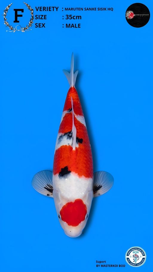 Lelang Koi Online, Jual Beli Ikan Koi, Pusat Jual Beli Koi, Info Lelang Koi Hari Ini, Platform Jual Beli Koi, Jual Beli Ikan Koi Online, Marketplace Ikan Koi, Jual Koi Terbaik, Tempat Beli Koi Berkualitas, Pasar Ikan Koi Online Terpercaya, Penjual Ikan Koi Terpercaya, Beli Koi Hias Online, Ikan Koi untuk Dijual, Koi Kualitas Terbaik, Toko Online Ikan Koi, Koi Hias Untuk Dijual, Jual Beli Ikan Koi Lokal, Koi Indonesia Online, Pusat Jual Beli Koi Terbesar