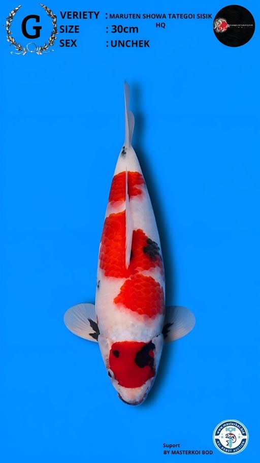 Lelang Koi Online, Jual Beli Ikan Koi, Pusat Jual Beli Koi, Info Lelang Koi Hari Ini, Platform Jual Beli Koi, Jual Beli Ikan Koi Online, Marketplace Ikan Koi, Jual Koi Terbaik, Tempat Beli Koi Berkualitas, Pasar Ikan Koi Online Terpercaya, Penjual Ikan Koi Terpercaya, Beli Koi Hias Online, Ikan Koi untuk Dijual, Koi Kualitas Terbaik, Toko Online Ikan Koi, Koi Hias Untuk Dijual, Jual Beli Ikan Koi Lokal, Koi Indonesia Online, Pusat Jual Beli Koi Terbesar