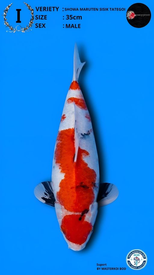 Lelang Koi Online, Jual Beli Ikan Koi, Pusat Jual Beli Koi, Info Lelang Koi Hari Ini, Platform Jual Beli Koi, Jual Beli Ikan Koi Online, Marketplace Ikan Koi, Jual Koi Terbaik, Tempat Beli Koi Berkualitas, Pasar Ikan Koi Online Terpercaya, Penjual Ikan Koi Terpercaya, Beli Koi Hias Online, Ikan Koi untuk Dijual, Koi Kualitas Terbaik, Toko Online Ikan Koi, Koi Hias Untuk Dijual, Jual Beli Ikan Koi Lokal, Koi Indonesia Online, Pusat Jual Beli Koi Terbesar
