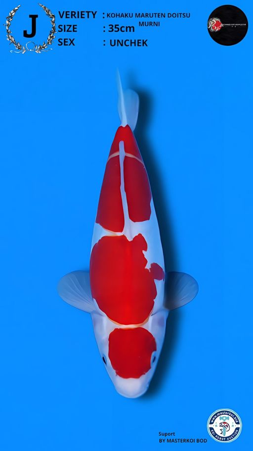 Lelang Koi Online, Jual Beli Ikan Koi, Pusat Jual Beli Koi, Info Lelang Koi Hari Ini, Platform Jual Beli Koi, Jual Beli Ikan Koi Online, Marketplace Ikan Koi, Jual Koi Terbaik, Tempat Beli Koi Berkualitas, Pasar Ikan Koi Online Terpercaya, Penjual Ikan Koi Terpercaya, Beli Koi Hias Online, Ikan Koi untuk Dijual, Koi Kualitas Terbaik, Toko Online Ikan Koi, Koi Hias Untuk Dijual, Jual Beli Ikan Koi Lokal, Koi Indonesia Online, Pusat Jual Beli Koi Terbesar