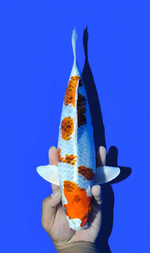 Lelang Koi Online, Jual Beli Ikan Koi, Pusat Jual Beli Koi, Info Lelang Koi Hari Ini, Platform Jual Beli Koi, Jual Beli Ikan Koi Online, Marketplace Ikan Koi, Jual Koi Terbaik, Tempat Beli Koi Berkualitas, Pasar Ikan Koi Online Terpercaya, Penjual Ikan Koi Terpercaya, Beli Koi Hias Online, Ikan Koi untuk Dijual, Koi Kualitas Terbaik, Toko Online Ikan Koi, Koi Hias Untuk Dijual, Jual Beli Ikan Koi Lokal, Koi Indonesia Online, Pusat Jual Beli Koi Terbesar