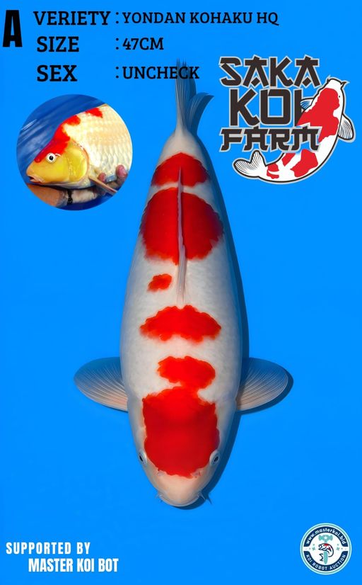 Lelang Koi Online, Jual Beli Ikan Koi, Pusat Jual Beli Koi, Info Lelang Koi Hari Ini, Platform Jual Beli Koi, Jual Beli Ikan Koi Online, Marketplace Ikan Koi, Jual Koi Terbaik, Tempat Beli Koi Berkualitas, Pasar Ikan Koi Online Terpercaya, Penjual Ikan Koi Terpercaya, Beli Koi Hias Online, Ikan Koi untuk Dijual, Koi Kualitas Terbaik, Toko Online Ikan Koi, Koi Hias Untuk Dijual, Jual Beli Ikan Koi Lokal, Koi Indonesia Online, Pusat Jual Beli Koi Terbesar