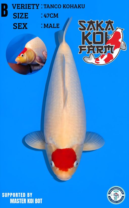Lelang Koi Online, Jual Beli Ikan Koi, Pusat Jual Beli Koi, Info Lelang Koi Hari Ini, Platform Jual Beli Koi, Jual Beli Ikan Koi Online, Marketplace Ikan Koi, Jual Koi Terbaik, Tempat Beli Koi Berkualitas, Pasar Ikan Koi Online Terpercaya, Penjual Ikan Koi Terpercaya, Beli Koi Hias Online, Ikan Koi untuk Dijual, Koi Kualitas Terbaik, Toko Online Ikan Koi, Koi Hias Untuk Dijual, Jual Beli Ikan Koi Lokal, Koi Indonesia Online, Pusat Jual Beli Koi Terbesar