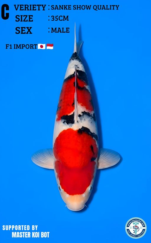 Lelang Koi Online, Jual Beli Ikan Koi, Pusat Jual Beli Koi, Info Lelang Koi Hari Ini, Platform Jual Beli Koi, Jual Beli Ikan Koi Online, Marketplace Ikan Koi, Jual Koi Terbaik, Tempat Beli Koi Berkualitas, Pasar Ikan Koi Online Terpercaya, Penjual Ikan Koi Terpercaya, Beli Koi Hias Online, Ikan Koi untuk Dijual, Koi Kualitas Terbaik, Toko Online Ikan Koi, Koi Hias Untuk Dijual, Jual Beli Ikan Koi Lokal, Koi Indonesia Online, Pusat Jual Beli Koi Terbesar