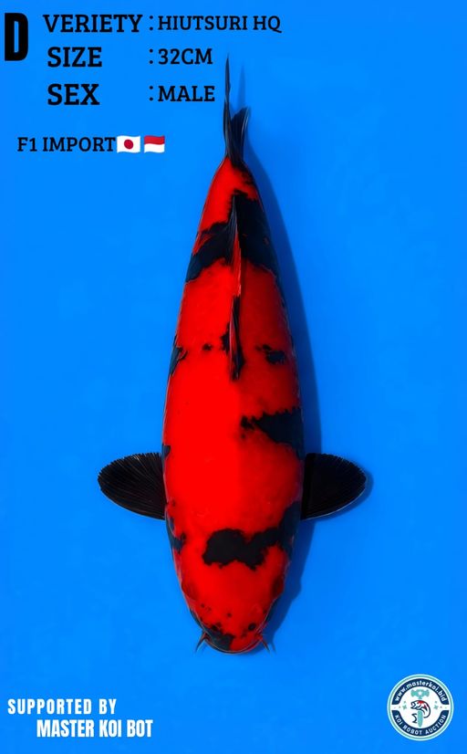 Lelang Koi Online, Jual Beli Ikan Koi, Pusat Jual Beli Koi, Info Lelang Koi Hari Ini, Platform Jual Beli Koi, Jual Beli Ikan Koi Online, Marketplace Ikan Koi, Jual Koi Terbaik, Tempat Beli Koi Berkualitas, Pasar Ikan Koi Online Terpercaya, Penjual Ikan Koi Terpercaya, Beli Koi Hias Online, Ikan Koi untuk Dijual, Koi Kualitas Terbaik, Toko Online Ikan Koi, Koi Hias Untuk Dijual, Jual Beli Ikan Koi Lokal, Koi Indonesia Online, Pusat Jual Beli Koi Terbesar