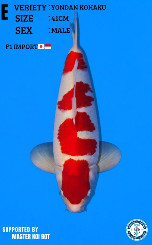 Lelang Koi Online, Jual Beli Ikan Koi, Pusat Jual Beli Koi, Info Lelang Koi Hari Ini, Platform Jual Beli Koi, Jual Beli Ikan Koi Online, Marketplace Ikan Koi, Jual Koi Terbaik, Tempat Beli Koi Berkualitas, Pasar Ikan Koi Online Terpercaya, Penjual Ikan Koi Terpercaya, Beli Koi Hias Online, Ikan Koi untuk Dijual, Koi Kualitas Terbaik, Toko Online Ikan Koi, Koi Hias Untuk Dijual, Jual Beli Ikan Koi Lokal, Koi Indonesia Online, Pusat Jual Beli Koi Terbesar