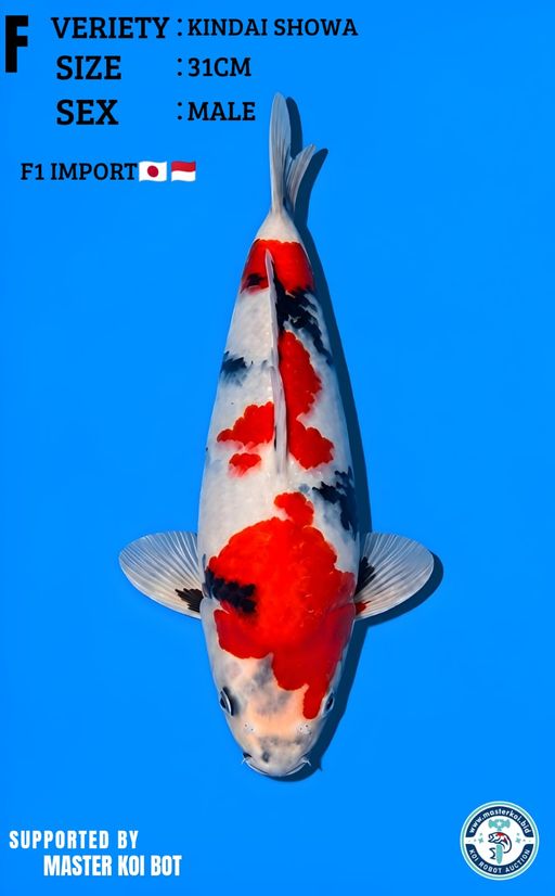 Lelang Koi Online, Jual Beli Ikan Koi, Pusat Jual Beli Koi, Info Lelang Koi Hari Ini, Platform Jual Beli Koi, Jual Beli Ikan Koi Online, Marketplace Ikan Koi, Jual Koi Terbaik, Tempat Beli Koi Berkualitas, Pasar Ikan Koi Online Terpercaya, Penjual Ikan Koi Terpercaya, Beli Koi Hias Online, Ikan Koi untuk Dijual, Koi Kualitas Terbaik, Toko Online Ikan Koi, Koi Hias Untuk Dijual, Jual Beli Ikan Koi Lokal, Koi Indonesia Online, Pusat Jual Beli Koi Terbesar