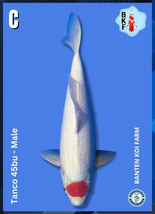 Lelang Koi Online, Jual Beli Ikan Koi, Pusat Jual Beli Koi, Info Lelang Koi Hari Ini, Platform Jual Beli Koi, Jual Beli Ikan Koi Online, Marketplace Ikan Koi, Jual Koi Terbaik, Tempat Beli Koi Berkualitas, Pasar Ikan Koi Online Terpercaya, Penjual Ikan Koi Terpercaya, Beli Koi Hias Online, Ikan Koi untuk Dijual, Koi Kualitas Terbaik, Toko Online Ikan Koi, Koi Hias Untuk Dijual, Jual Beli Ikan Koi Lokal, Koi Indonesia Online, Pusat Jual Beli Koi Terbesar