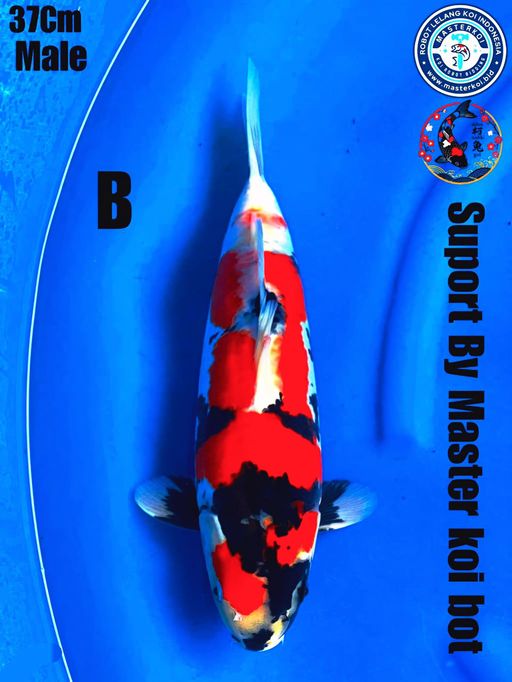 Lelang Koi Online, Jual Beli Ikan Koi, Pusat Jual Beli Koi, Info Lelang Koi Hari Ini, Platform Jual Beli Koi, Jual Beli Ikan Koi Online, Marketplace Ikan Koi, Jual Koi Terbaik, Tempat Beli Koi Berkualitas, Pasar Ikan Koi Online Terpercaya, Penjual Ikan Koi Terpercaya, Beli Koi Hias Online, Ikan Koi untuk Dijual, Koi Kualitas Terbaik, Toko Online Ikan Koi, Koi Hias Untuk Dijual, Jual Beli Ikan Koi Lokal, Koi Indonesia Online, Pusat Jual Beli Koi Terbesar