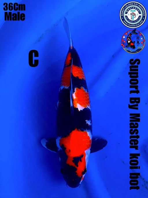 Lelang Koi Online, Jual Beli Ikan Koi, Pusat Jual Beli Koi, Info Lelang Koi Hari Ini, Platform Jual Beli Koi, Jual Beli Ikan Koi Online, Marketplace Ikan Koi, Jual Koi Terbaik, Tempat Beli Koi Berkualitas, Pasar Ikan Koi Online Terpercaya, Penjual Ikan Koi Terpercaya, Beli Koi Hias Online, Ikan Koi untuk Dijual, Koi Kualitas Terbaik, Toko Online Ikan Koi, Koi Hias Untuk Dijual, Jual Beli Ikan Koi Lokal, Koi Indonesia Online, Pusat Jual Beli Koi Terbesar