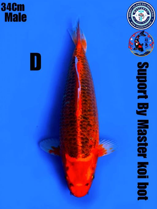 Lelang Koi Online, Jual Beli Ikan Koi, Pusat Jual Beli Koi, Info Lelang Koi Hari Ini, Platform Jual Beli Koi, Jual Beli Ikan Koi Online, Marketplace Ikan Koi, Jual Koi Terbaik, Tempat Beli Koi Berkualitas, Pasar Ikan Koi Online Terpercaya, Penjual Ikan Koi Terpercaya, Beli Koi Hias Online, Ikan Koi untuk Dijual, Koi Kualitas Terbaik, Toko Online Ikan Koi, Koi Hias Untuk Dijual, Jual Beli Ikan Koi Lokal, Koi Indonesia Online, Pusat Jual Beli Koi Terbesar