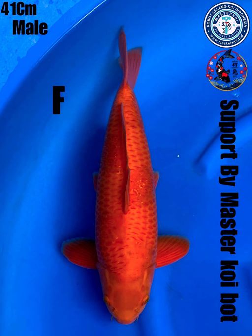 Lelang Koi Online, Jual Beli Ikan Koi, Pusat Jual Beli Koi, Info Lelang Koi Hari Ini, Platform Jual Beli Koi, Jual Beli Ikan Koi Online, Marketplace Ikan Koi, Jual Koi Terbaik, Tempat Beli Koi Berkualitas, Pasar Ikan Koi Online Terpercaya, Penjual Ikan Koi Terpercaya, Beli Koi Hias Online, Ikan Koi untuk Dijual, Koi Kualitas Terbaik, Toko Online Ikan Koi, Koi Hias Untuk Dijual, Jual Beli Ikan Koi Lokal, Koi Indonesia Online, Pusat Jual Beli Koi Terbesar