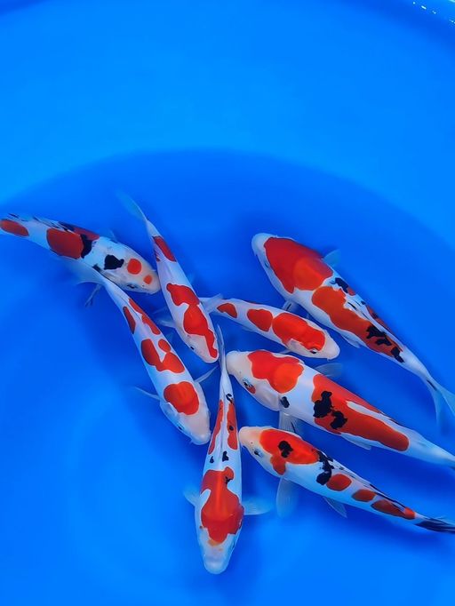 Lelang Koi Online, Jual Beli Ikan Koi, Pusat Jual Beli Koi, Info Lelang Koi Hari Ini, Platform Jual Beli Koi, Jual Beli Ikan Koi Online, Marketplace Ikan Koi, Jual Koi Terbaik, Tempat Beli Koi Berkualitas, Pasar Ikan Koi Online Terpercaya, Penjual Ikan Koi Terpercaya, Beli Koi Hias Online, Ikan Koi untuk Dijual, Koi Kualitas Terbaik, Toko Online Ikan Koi, Koi Hias Untuk Dijual, Jual Beli Ikan Koi Lokal, Koi Indonesia Online, Pusat Jual Beli Koi Terbesar