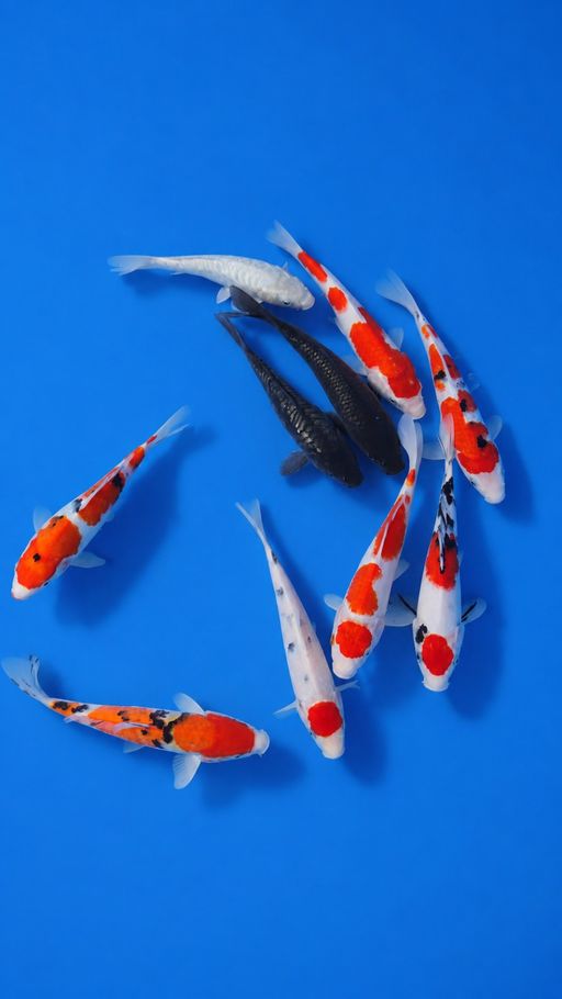 Lelang Koi Online, Jual Beli Ikan Koi, Pusat Jual Beli Koi, Info Lelang Koi Hari Ini, Platform Jual Beli Koi, Jual Beli Ikan Koi Online, Marketplace Ikan Koi, Jual Koi Terbaik, Tempat Beli Koi Berkualitas, Pasar Ikan Koi Online Terpercaya, Penjual Ikan Koi Terpercaya, Beli Koi Hias Online, Ikan Koi untuk Dijual, Koi Kualitas Terbaik, Toko Online Ikan Koi, Koi Hias Untuk Dijual, Jual Beli Ikan Koi Lokal, Koi Indonesia Online, Pusat Jual Beli Koi Terbesar