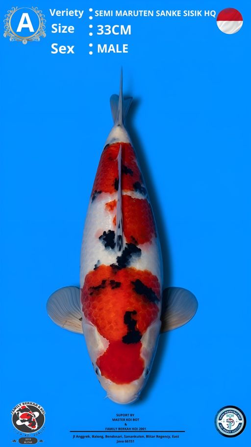 Lelang Koi Online, Jual Beli Ikan Koi, Pusat Jual Beli Koi, Info Lelang Koi Hari Ini, Platform Jual Beli Koi, Jual Beli Ikan Koi Online, Marketplace Ikan Koi, Jual Koi Terbaik, Tempat Beli Koi Berkualitas, Pasar Ikan Koi Online Terpercaya, Penjual Ikan Koi Terpercaya, Beli Koi Hias Online, Ikan Koi untuk Dijual, Koi Kualitas Terbaik, Toko Online Ikan Koi, Koi Hias Untuk Dijual, Jual Beli Ikan Koi Lokal, Koi Indonesia Online, Pusat Jual Beli Koi Terbesar