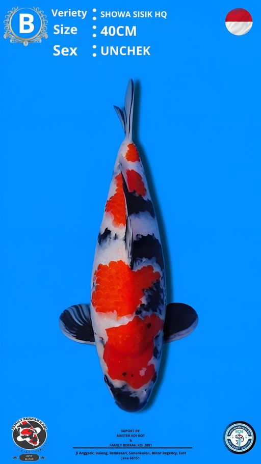 Lelang Koi Online, Jual Beli Ikan Koi, Pusat Jual Beli Koi, Info Lelang Koi Hari Ini, Platform Jual Beli Koi, Jual Beli Ikan Koi Online, Marketplace Ikan Koi, Jual Koi Terbaik, Tempat Beli Koi Berkualitas, Pasar Ikan Koi Online Terpercaya, Penjual Ikan Koi Terpercaya, Beli Koi Hias Online, Ikan Koi untuk Dijual, Koi Kualitas Terbaik, Toko Online Ikan Koi, Koi Hias Untuk Dijual, Jual Beli Ikan Koi Lokal, Koi Indonesia Online, Pusat Jual Beli Koi Terbesar