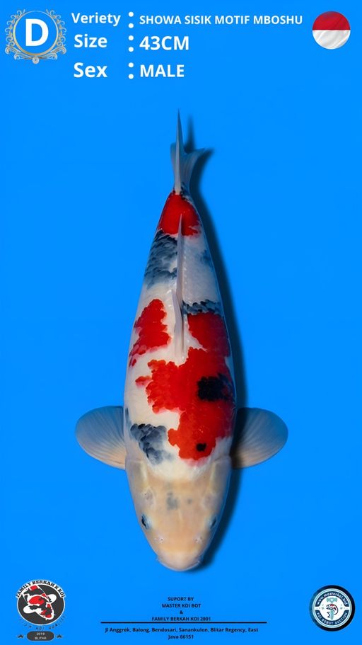 Lelang Koi Online, Jual Beli Ikan Koi, Pusat Jual Beli Koi, Info Lelang Koi Hari Ini, Platform Jual Beli Koi, Jual Beli Ikan Koi Online, Marketplace Ikan Koi, Jual Koi Terbaik, Tempat Beli Koi Berkualitas, Pasar Ikan Koi Online Terpercaya, Penjual Ikan Koi Terpercaya, Beli Koi Hias Online, Ikan Koi untuk Dijual, Koi Kualitas Terbaik, Toko Online Ikan Koi, Koi Hias Untuk Dijual, Jual Beli Ikan Koi Lokal, Koi Indonesia Online, Pusat Jual Beli Koi Terbesar
