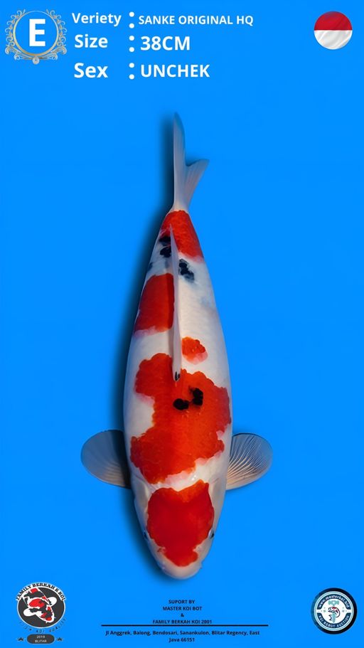 Lelang Koi Online, Jual Beli Ikan Koi, Pusat Jual Beli Koi, Info Lelang Koi Hari Ini, Platform Jual Beli Koi, Jual Beli Ikan Koi Online, Marketplace Ikan Koi, Jual Koi Terbaik, Tempat Beli Koi Berkualitas, Pasar Ikan Koi Online Terpercaya, Penjual Ikan Koi Terpercaya, Beli Koi Hias Online, Ikan Koi untuk Dijual, Koi Kualitas Terbaik, Toko Online Ikan Koi, Koi Hias Untuk Dijual, Jual Beli Ikan Koi Lokal, Koi Indonesia Online, Pusat Jual Beli Koi Terbesar