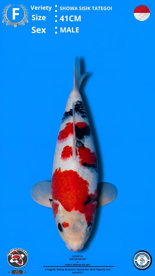 Lelang Koi Online, Jual Beli Ikan Koi, Pusat Jual Beli Koi, Info Lelang Koi Hari Ini, Platform Jual Beli Koi, Jual Beli Ikan Koi Online, Marketplace Ikan Koi, Jual Koi Terbaik, Tempat Beli Koi Berkualitas, Pasar Ikan Koi Online Terpercaya, Penjual Ikan Koi Terpercaya, Beli Koi Hias Online, Ikan Koi untuk Dijual, Koi Kualitas Terbaik, Toko Online Ikan Koi, Koi Hias Untuk Dijual, Jual Beli Ikan Koi Lokal, Koi Indonesia Online, Pusat Jual Beli Koi Terbesar