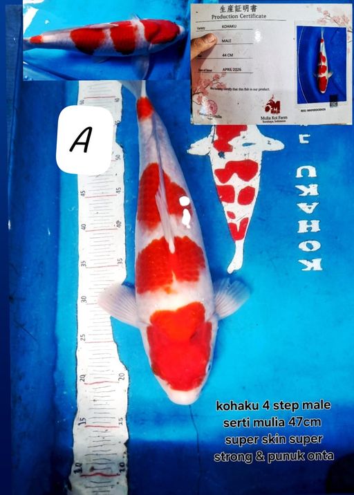 Lelang Koi Online, Jual Beli Ikan Koi, Pusat Jual Beli Koi, Info Lelang Koi Hari Ini, Platform Jual Beli Koi, Jual Beli Ikan Koi Online, Marketplace Ikan Koi, Jual Koi Terbaik, Tempat Beli Koi Berkualitas, Pasar Ikan Koi Online Terpercaya, Penjual Ikan Koi Terpercaya, Beli Koi Hias Online, Ikan Koi untuk Dijual, Koi Kualitas Terbaik, Toko Online Ikan Koi, Koi Hias Untuk Dijual, Jual Beli Ikan Koi Lokal, Koi Indonesia Online, Pusat Jual Beli Koi Terbesar