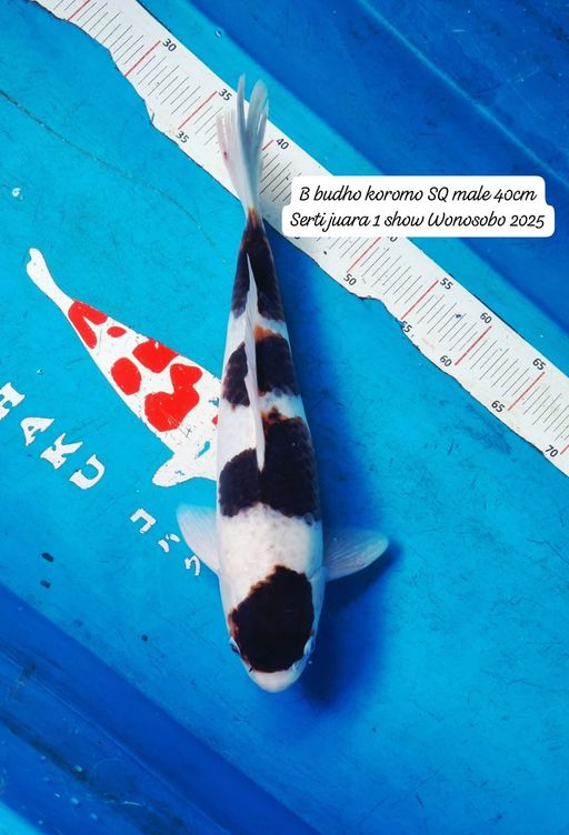 Lelang Koi Online, Jual Beli Ikan Koi, Pusat Jual Beli Koi, Info Lelang Koi Hari Ini, Platform Jual Beli Koi, Jual Beli Ikan Koi Online, Marketplace Ikan Koi, Jual Koi Terbaik, Tempat Beli Koi Berkualitas, Pasar Ikan Koi Online Terpercaya, Penjual Ikan Koi Terpercaya, Beli Koi Hias Online, Ikan Koi untuk Dijual, Koi Kualitas Terbaik, Toko Online Ikan Koi, Koi Hias Untuk Dijual, Jual Beli Ikan Koi Lokal, Koi Indonesia Online, Pusat Jual Beli Koi Terbesar