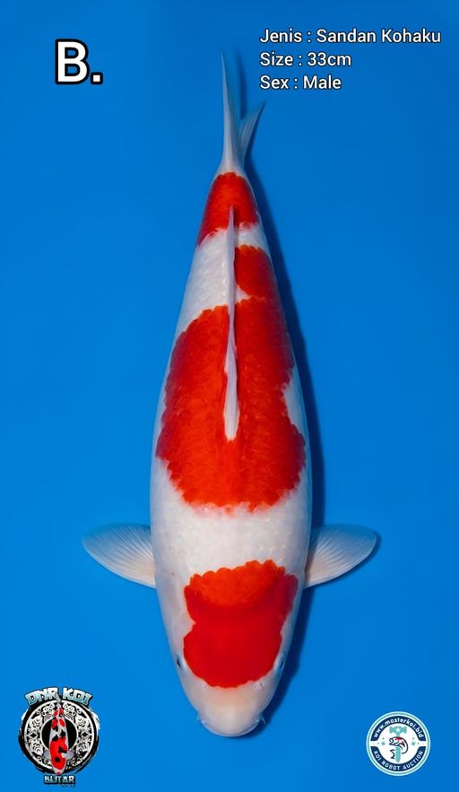 Lelang Koi Online, Jual Beli Ikan Koi, Pusat Jual Beli Koi, Info Lelang Koi Hari Ini, Platform Jual Beli Koi, Jual Beli Ikan Koi Online, Marketplace Ikan Koi, Jual Koi Terbaik, Tempat Beli Koi Berkualitas, Pasar Ikan Koi Online Terpercaya, Penjual Ikan Koi Terpercaya, Beli Koi Hias Online, Ikan Koi untuk Dijual, Koi Kualitas Terbaik, Toko Online Ikan Koi, Koi Hias Untuk Dijual, Jual Beli Ikan Koi Lokal, Koi Indonesia Online, Pusat Jual Beli Koi Terbesar