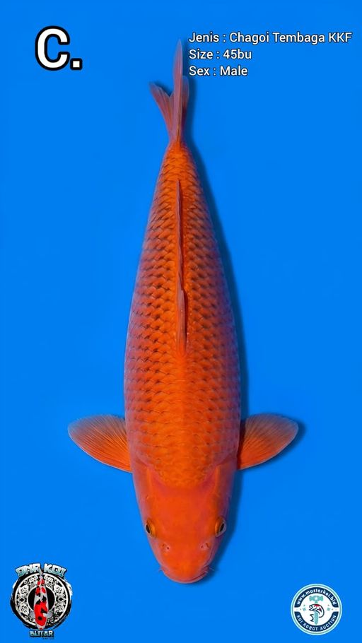 Lelang Koi Online, Jual Beli Ikan Koi, Pusat Jual Beli Koi, Info Lelang Koi Hari Ini, Platform Jual Beli Koi, Jual Beli Ikan Koi Online, Marketplace Ikan Koi, Jual Koi Terbaik, Tempat Beli Koi Berkualitas, Pasar Ikan Koi Online Terpercaya, Penjual Ikan Koi Terpercaya, Beli Koi Hias Online, Ikan Koi untuk Dijual, Koi Kualitas Terbaik, Toko Online Ikan Koi, Koi Hias Untuk Dijual, Jual Beli Ikan Koi Lokal, Koi Indonesia Online, Pusat Jual Beli Koi Terbesar