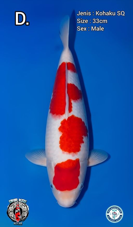 Lelang Koi Online, Jual Beli Ikan Koi, Pusat Jual Beli Koi, Info Lelang Koi Hari Ini, Platform Jual Beli Koi, Jual Beli Ikan Koi Online, Marketplace Ikan Koi, Jual Koi Terbaik, Tempat Beli Koi Berkualitas, Pasar Ikan Koi Online Terpercaya, Penjual Ikan Koi Terpercaya, Beli Koi Hias Online, Ikan Koi untuk Dijual, Koi Kualitas Terbaik, Toko Online Ikan Koi, Koi Hias Untuk Dijual, Jual Beli Ikan Koi Lokal, Koi Indonesia Online, Pusat Jual Beli Koi Terbesar