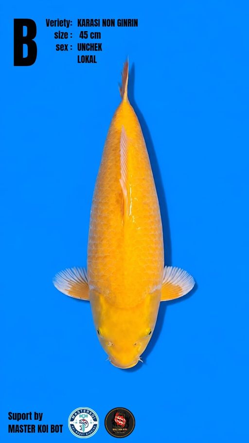 Lelang Koi Online, Jual Beli Ikan Koi, Pusat Jual Beli Koi, Info Lelang Koi Hari Ini, Platform Jual Beli Koi, Jual Beli Ikan Koi Online, Marketplace Ikan Koi, Jual Koi Terbaik, Tempat Beli Koi Berkualitas, Pasar Ikan Koi Online Terpercaya, Penjual Ikan Koi Terpercaya, Beli Koi Hias Online, Ikan Koi untuk Dijual, Koi Kualitas Terbaik, Toko Online Ikan Koi, Koi Hias Untuk Dijual, Jual Beli Ikan Koi Lokal, Koi Indonesia Online, Pusat Jual Beli Koi Terbesar