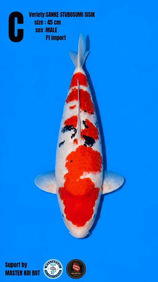Lelang Koi Online, Jual Beli Ikan Koi, Pusat Jual Beli Koi, Info Lelang Koi Hari Ini, Platform Jual Beli Koi, Jual Beli Ikan Koi Online, Marketplace Ikan Koi, Jual Koi Terbaik, Tempat Beli Koi Berkualitas, Pasar Ikan Koi Online Terpercaya, Penjual Ikan Koi Terpercaya, Beli Koi Hias Online, Ikan Koi untuk Dijual, Koi Kualitas Terbaik, Toko Online Ikan Koi, Koi Hias Untuk Dijual, Jual Beli Ikan Koi Lokal, Koi Indonesia Online, Pusat Jual Beli Koi Terbesar